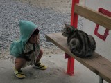 やっぱり猫が好き。